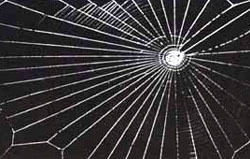Web fashioned by a spider on LSD