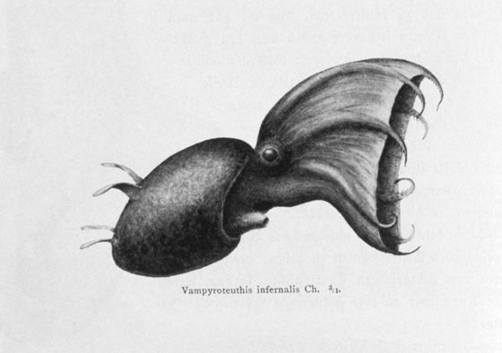 vampyrotheutis_infernalis