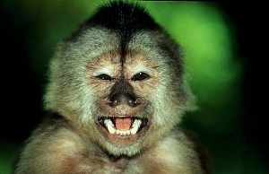 monkey_capuchin