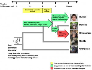 {Ross, M.D. et al. (2009), 'Reconstructing the evolution of laughter in great apes and humans', Current Biology, 19, p. 1106-1111}
